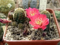 Rebutia gavazii R493.webp