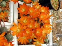 Rebutia heliosa.webp