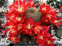 Rebutia heliosa v.condorensis RH276.webp