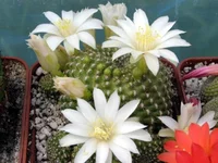 Rebutia kreinziana.webp