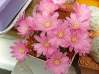 Rebutia solisioides 3.webp