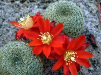 Rebutia theresae KK1925.webp