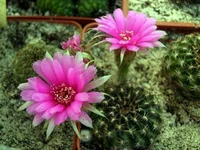Lobivia tiegeliana v.pussila RH1035  2.webp