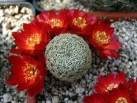Sulcorebutia alba HS74  2.webp