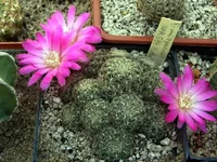 Sulcorebutia mizguensis WR594.webp