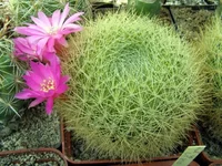 Sulcorebutia swobodae HS27.webp