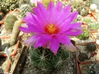 Thelocactus bicolor v.pottsii SB.77.webp