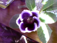 Photo-0360.webp