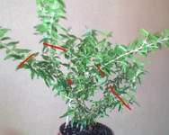 DSC00280.webp