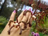 8ботанический_сад_орхидеи (19).webp