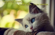 s3img_63708771_405_1.jpg