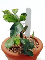 HSCS.2007.145.2.Brasiliopuntia brasiliensis.webp