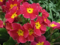 102.webp