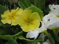 105.webp