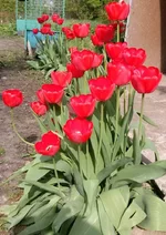 skZdIUKl_oc.webp