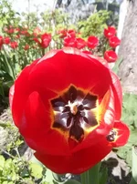 SqgD4bsndNU.webp