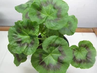 ramdisk-crop_150821957_3Hvfp.webp