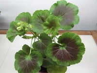 ramdisk-crop_150822036_wf1K.webp