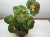 ramdisk-crop_150821799_xNFpj.webp
