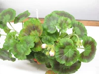 ramdisk-crop_150822059_u5y5.webp