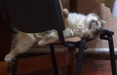 DSCF0237.webp