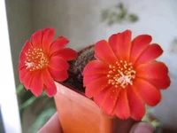 IMG_1784.webp