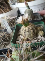 DSCN4667.webp