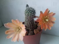 068 (2).webp
