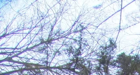 crop2.webp