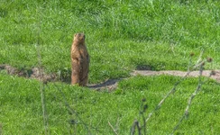 DSCF2538.webp