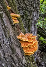 DSCF2500_HDR.webp