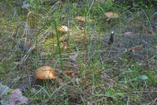 DSCF2657.jpg
