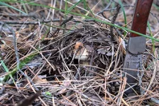 DSCF2648.jpg