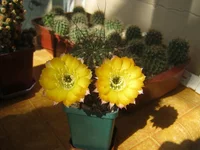 010.webp