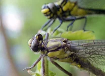 dragonfly_1.webp