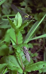 dragonfly_11.webp