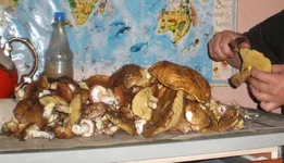 грибы.jpg