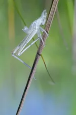 konik_1.webp