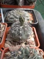 DSCN4703.webp