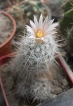 DSCN4704.1.webp
