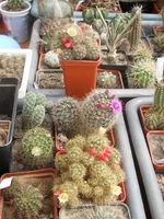 DSCN4707.webp