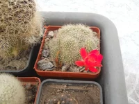 DSCN4711.webp