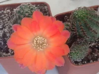 011.webp