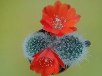 020.webp