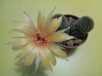 045.webp