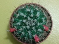 110.webp