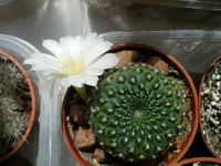 004.webp