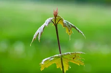 FOTO6866.webp