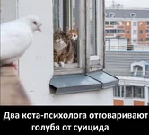 13178991_843826372396270_7629484294099558457_n.webp