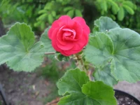1-IMG_1466.webp